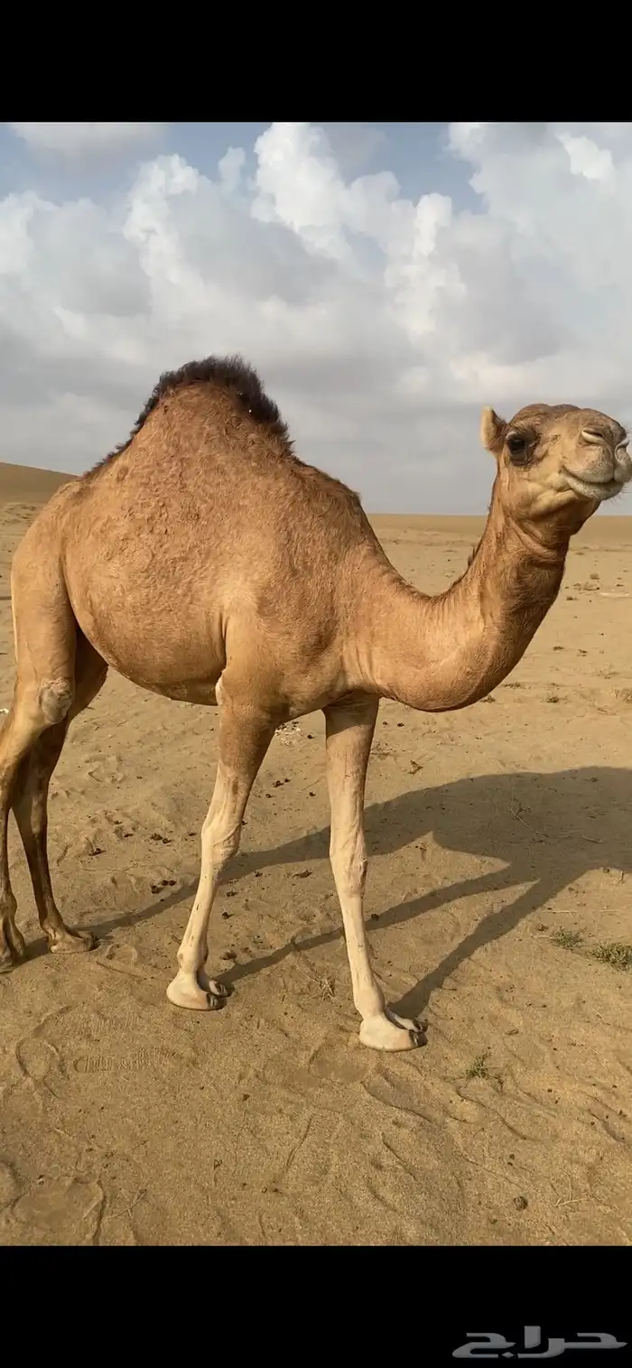 بكره مفروده 2