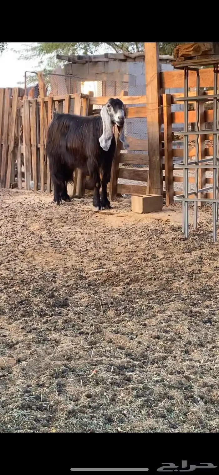 معزا عوارض 4