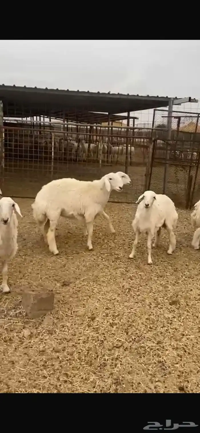 رخال حرية دفيع شرط 7