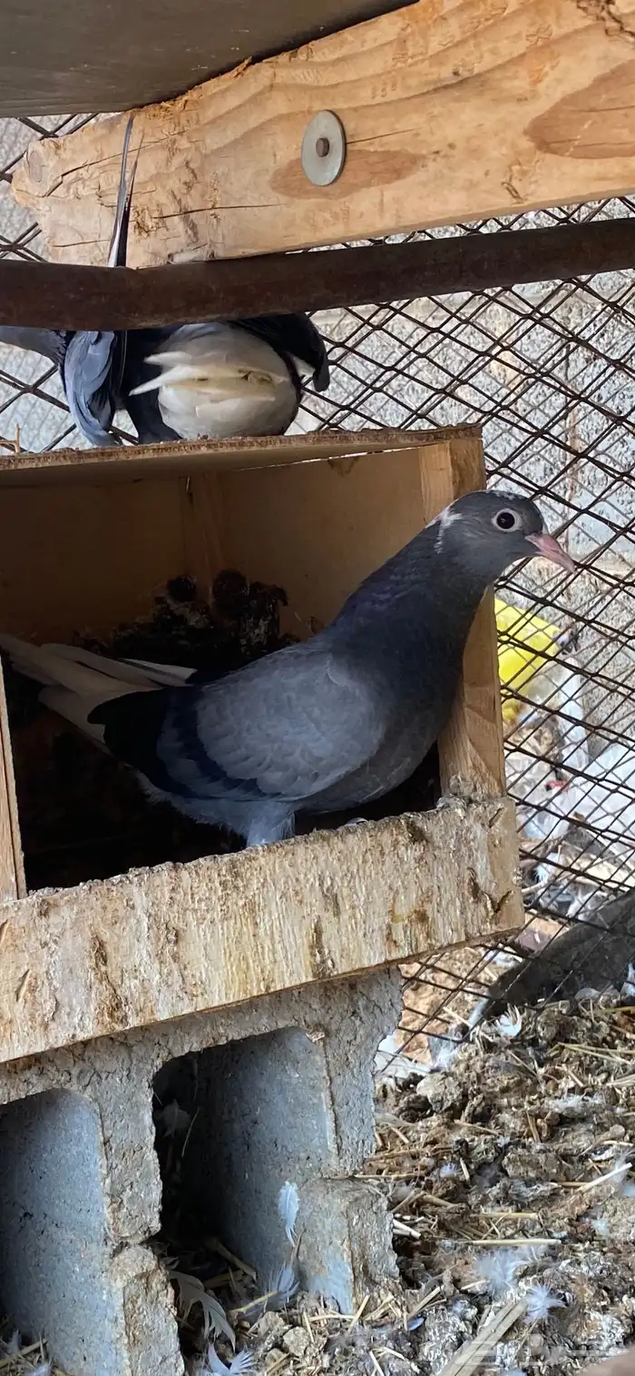 جوز قلابي ازرق معه فرخ وتحته بيض 0