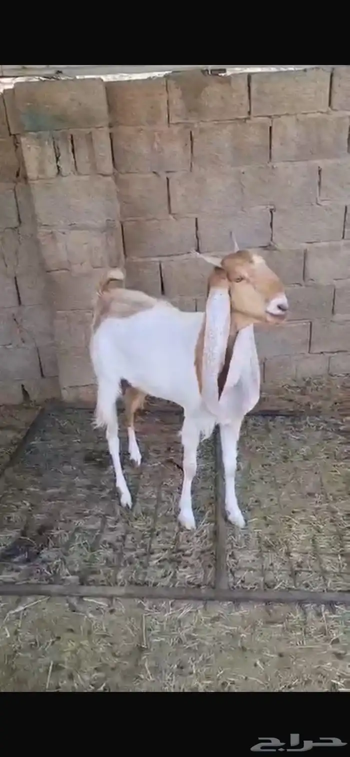 عنز ثنيه دافع خصم هولنديه معرفه 5