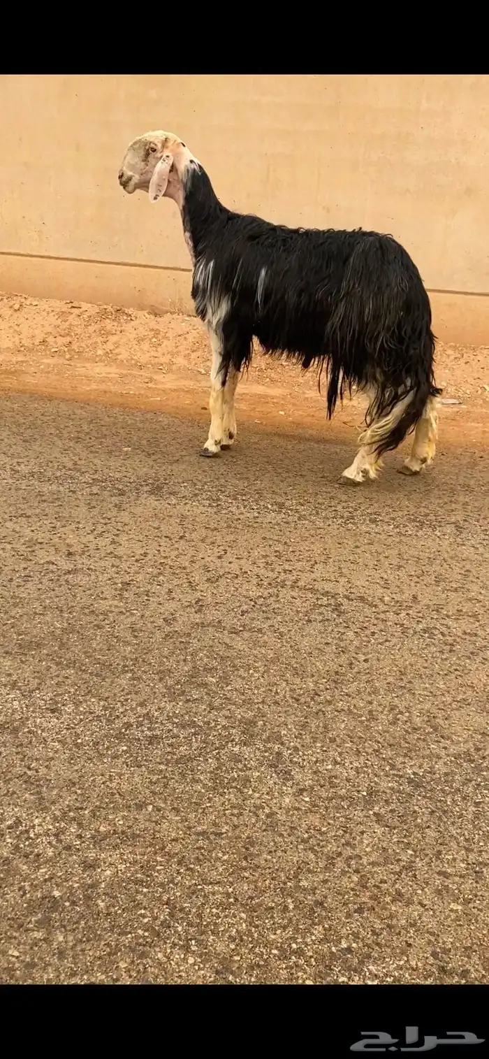 فحل نجدي مشروط 0