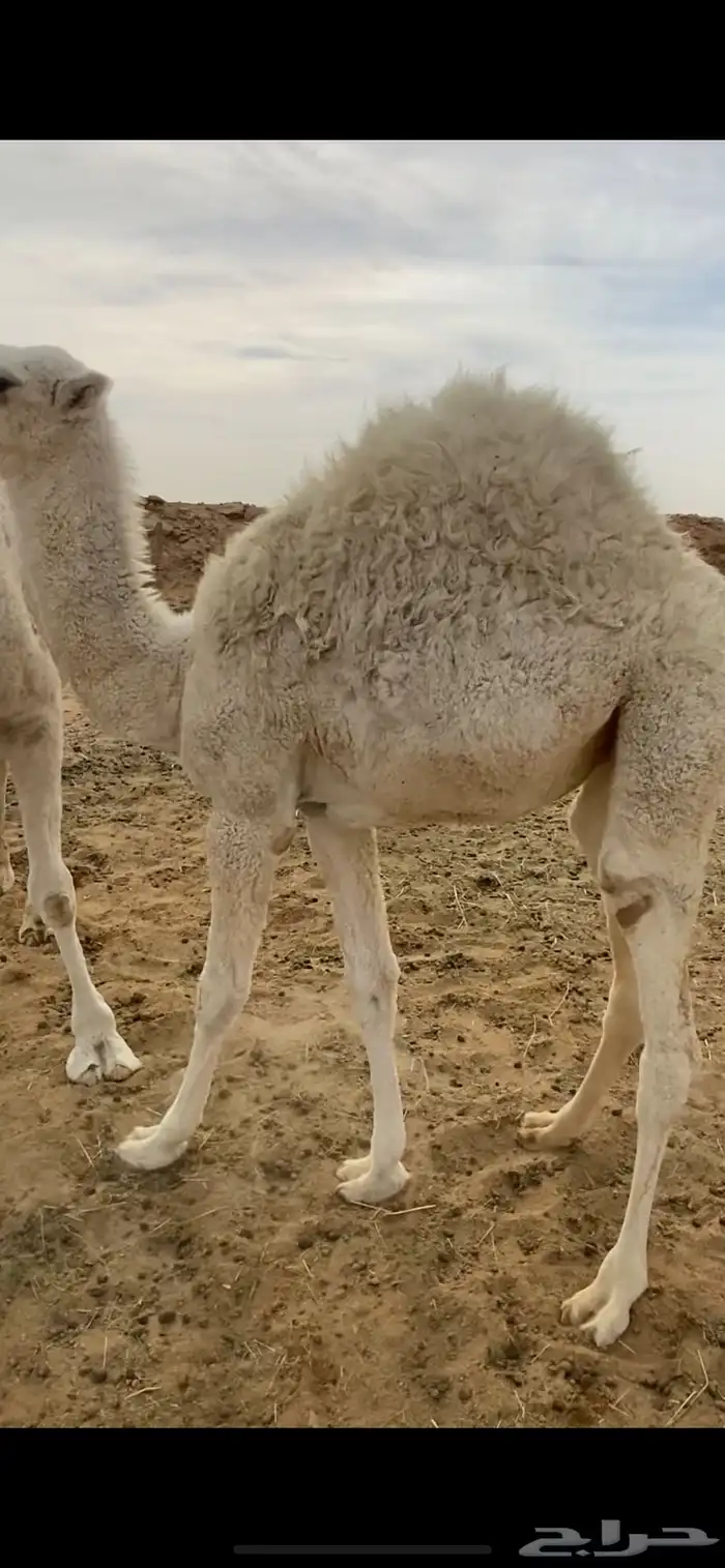 بكره مغلقه شحم على حليب 0