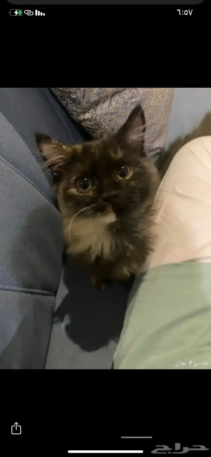 قط للتبني بدون مبلغ 1
