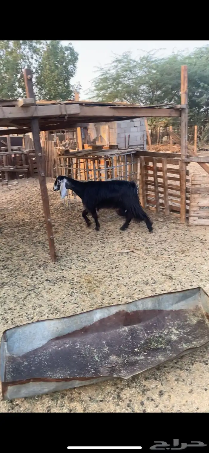 معزا عوارض 2