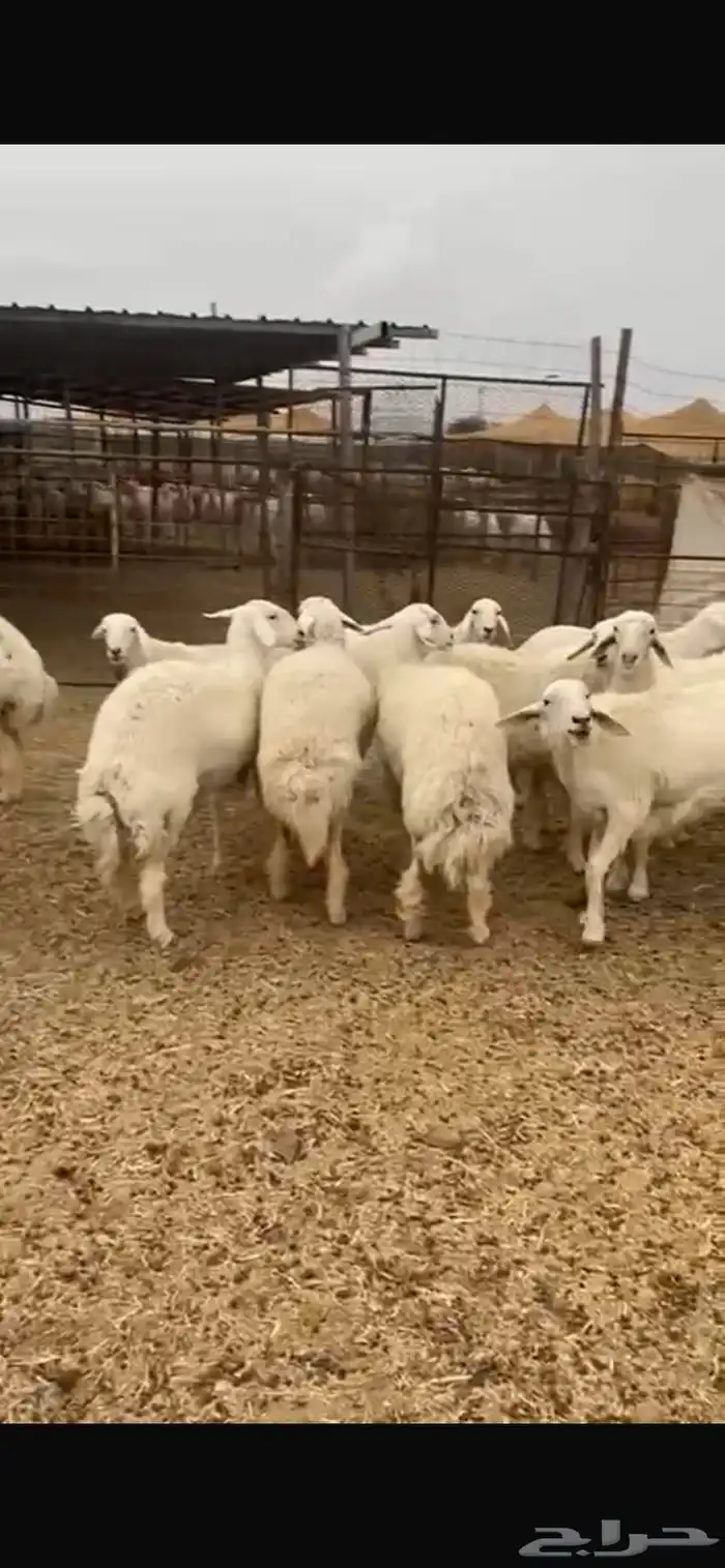 رخال حرية دفيع شرط 1