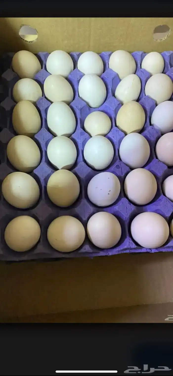 مطلوب بيض بلدي او فيومي من 15طبق لي 30 0