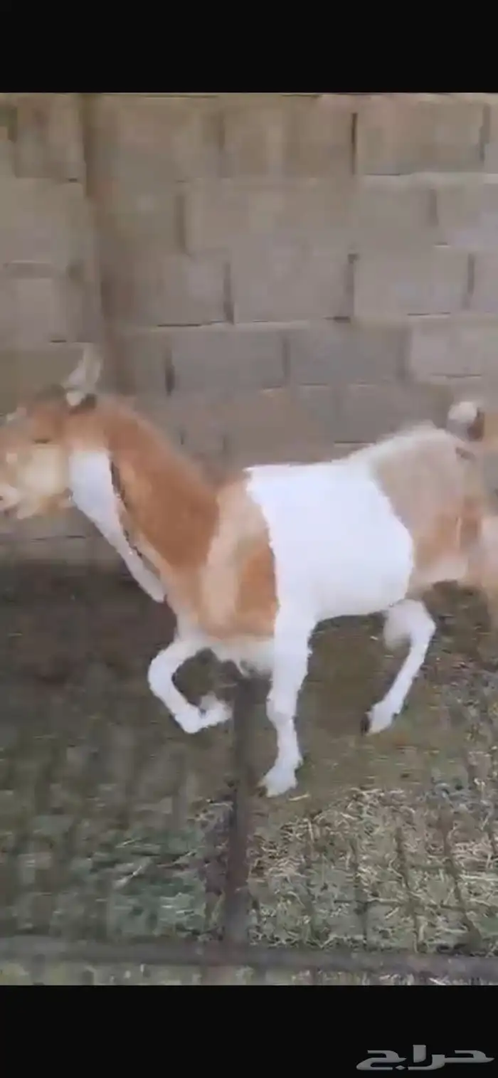 عنز ثنيه دافع خصم هولنديه معرفه 4