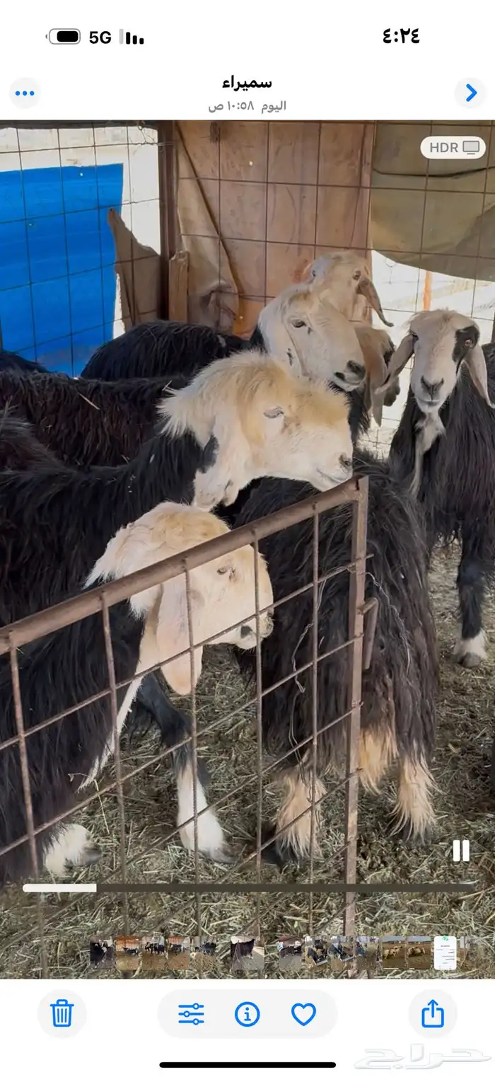 غنم. نجد مضاريع. قريبه ودفيع 3