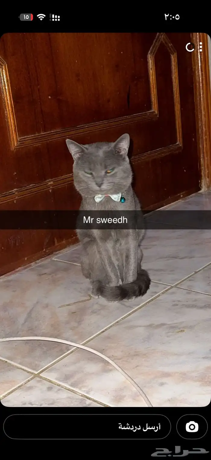 قط ميكس بريطاني 2