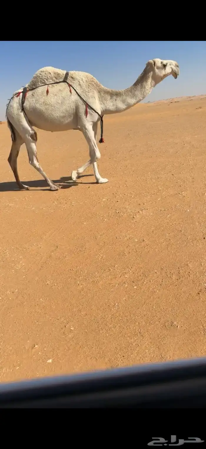 وضحا ضريبه كفو 0