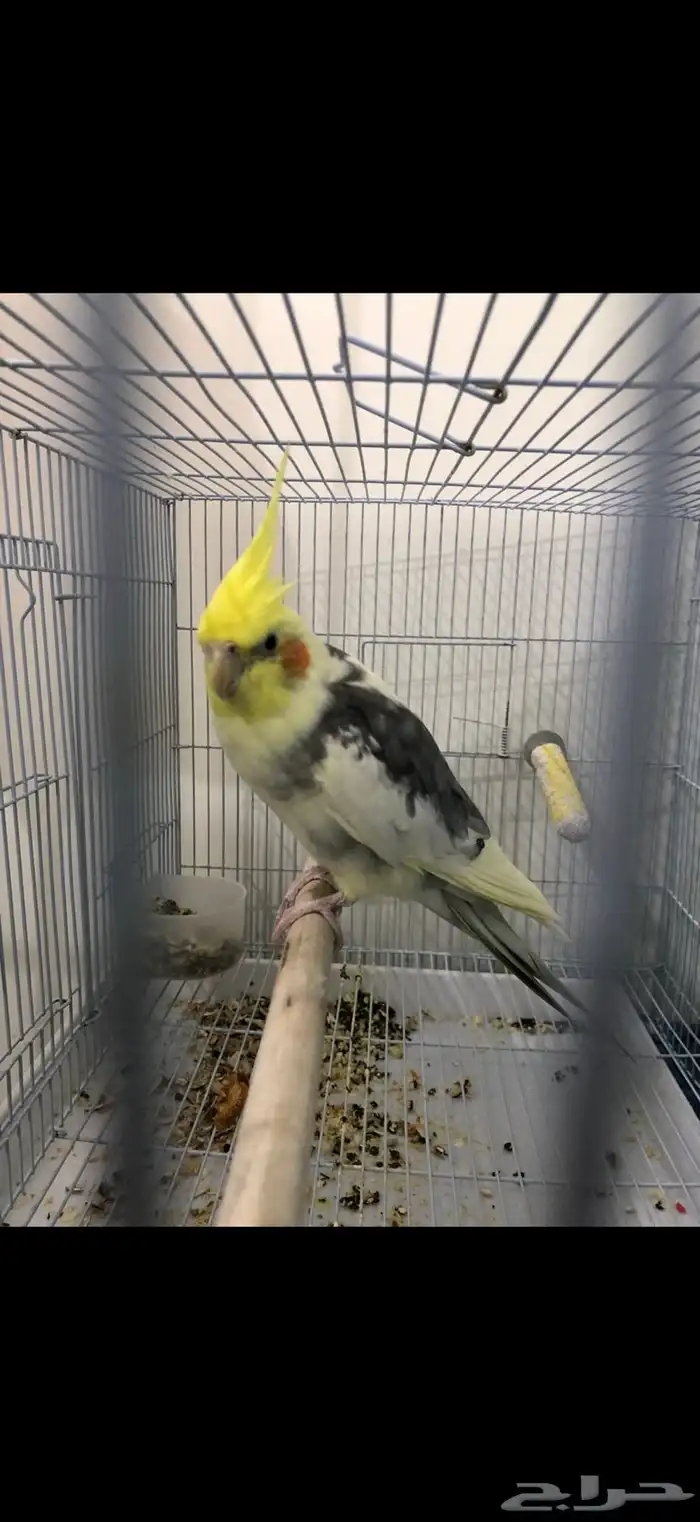 للبيع كروان البينو 0