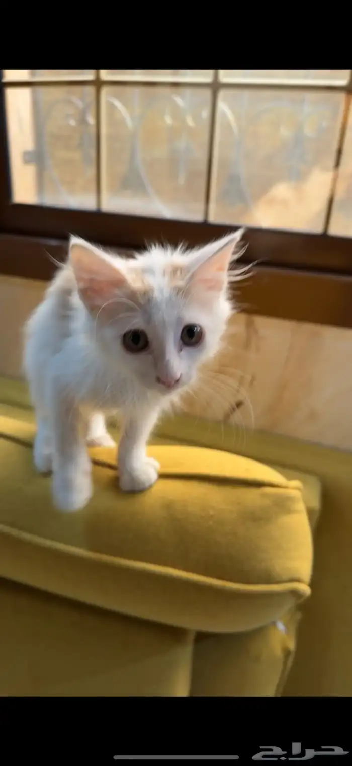 قط للتبني 1