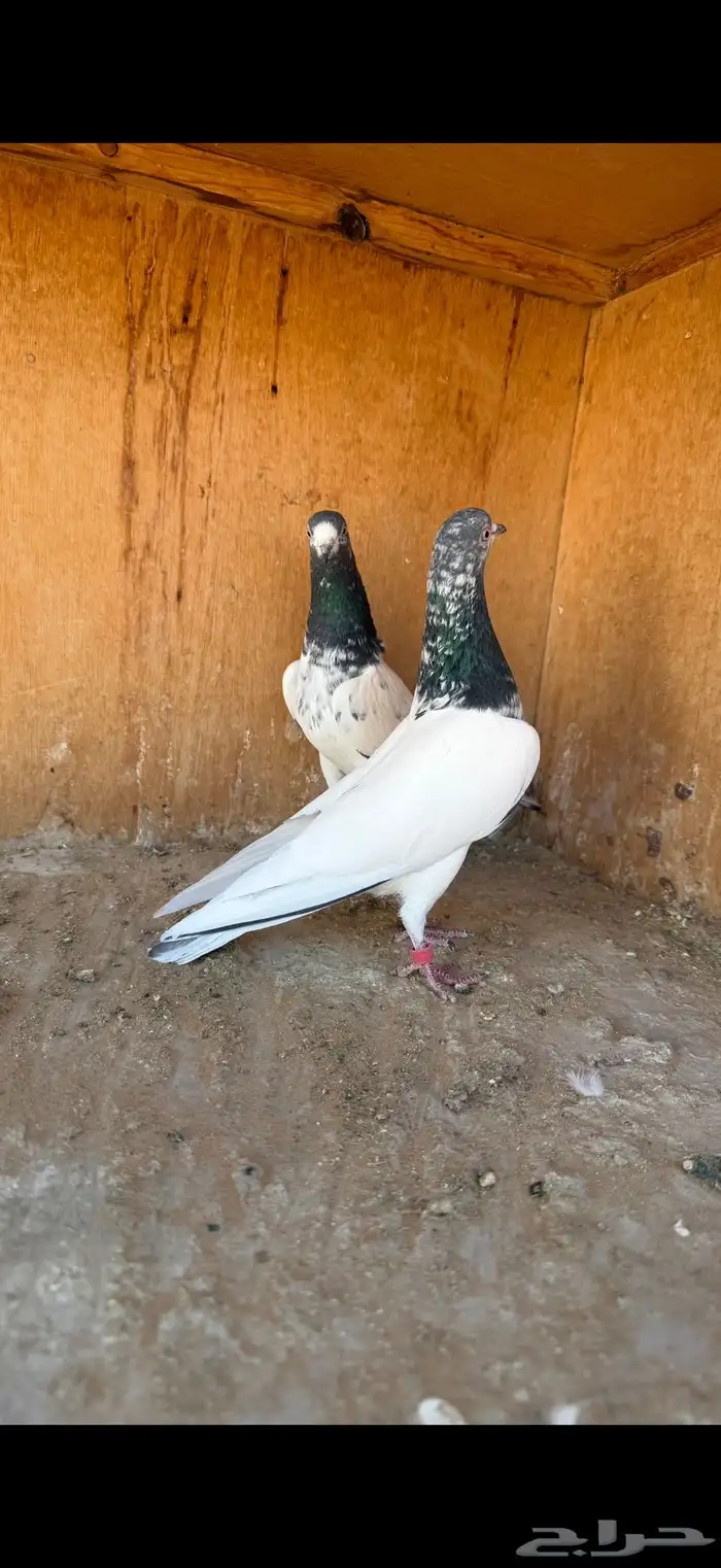 انثى تيدي ( تم البيع ) 4