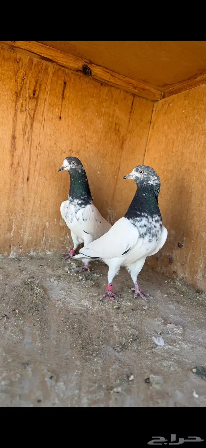 انثى تيدي ( تم البيع ) 5