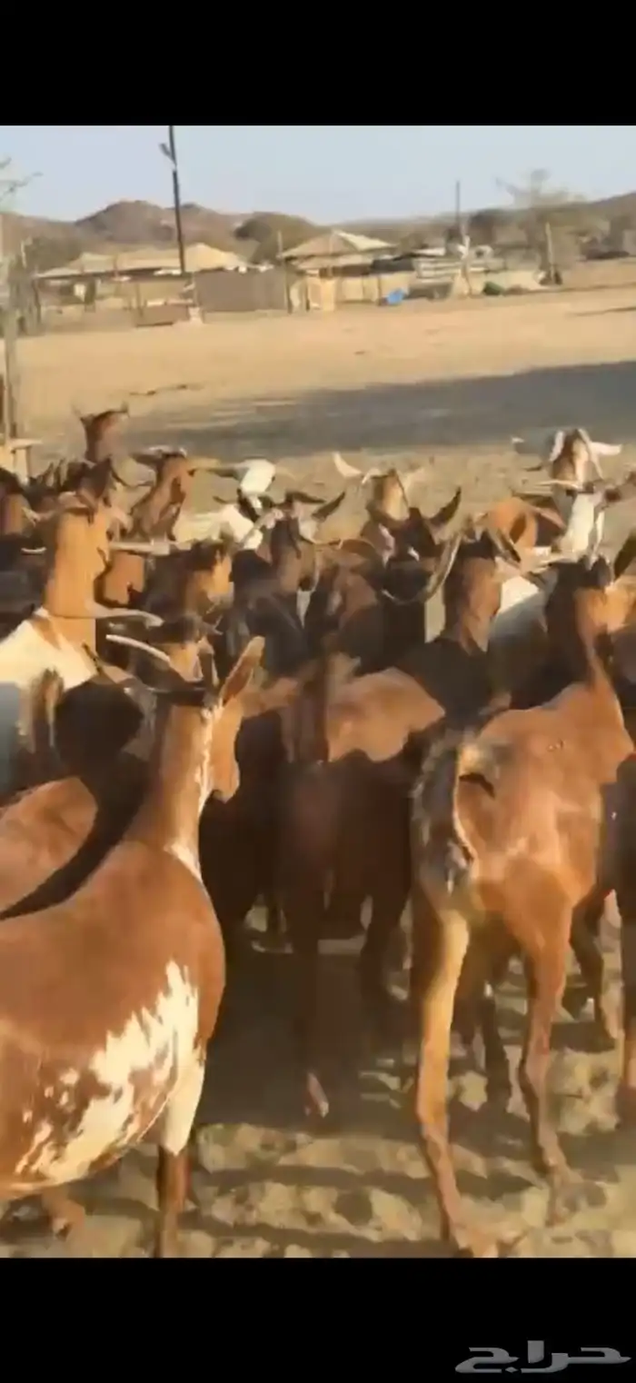 معزا غنم دفيع 5