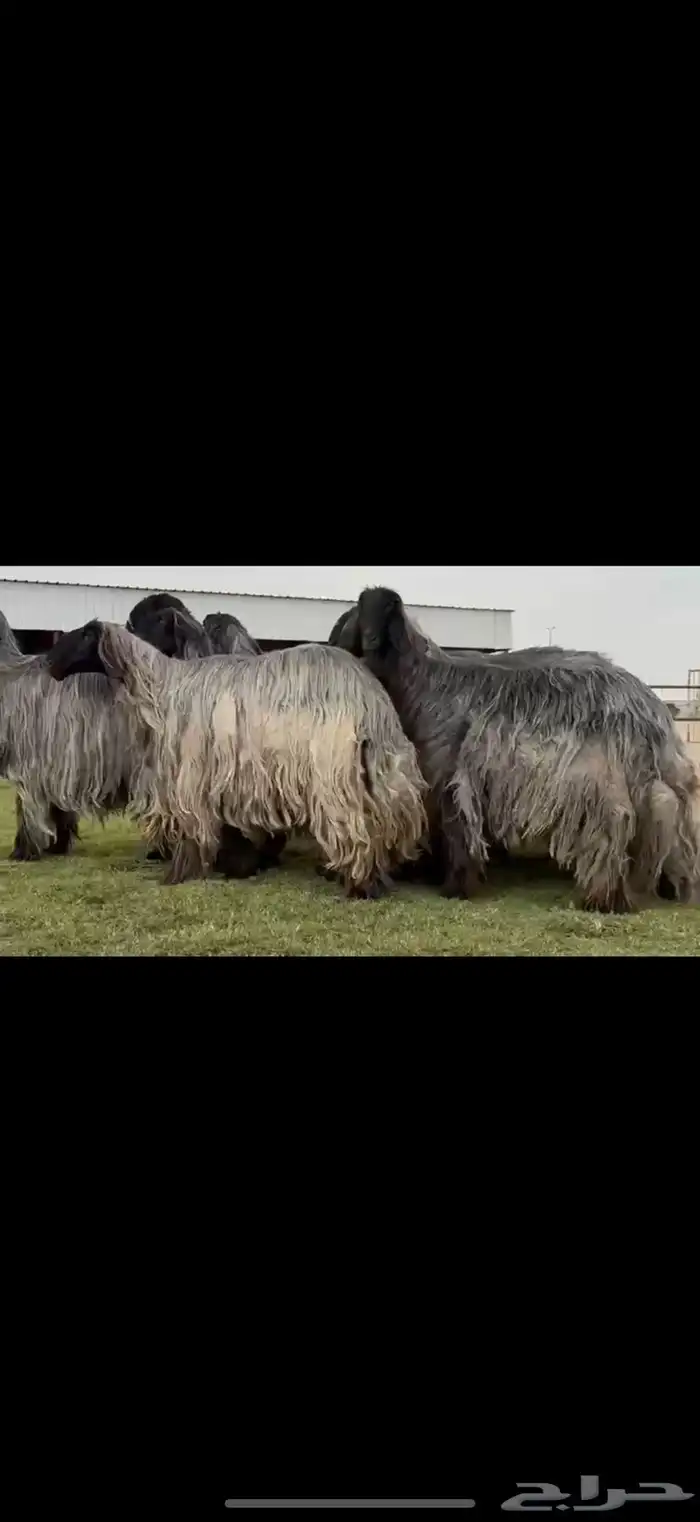 مراح غنم دغم فواخر تبارك الرحمن 0