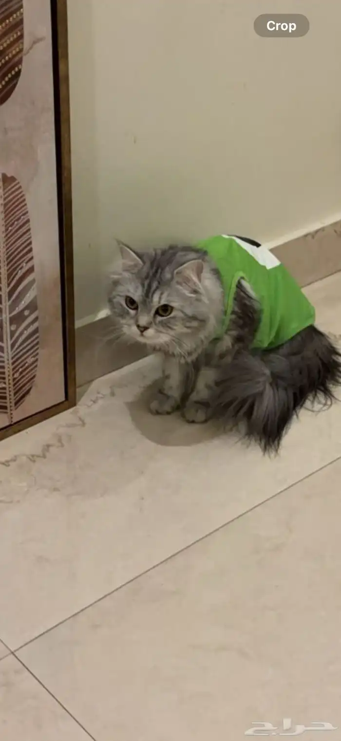 قطة للتبني الموقع الاحساء 0