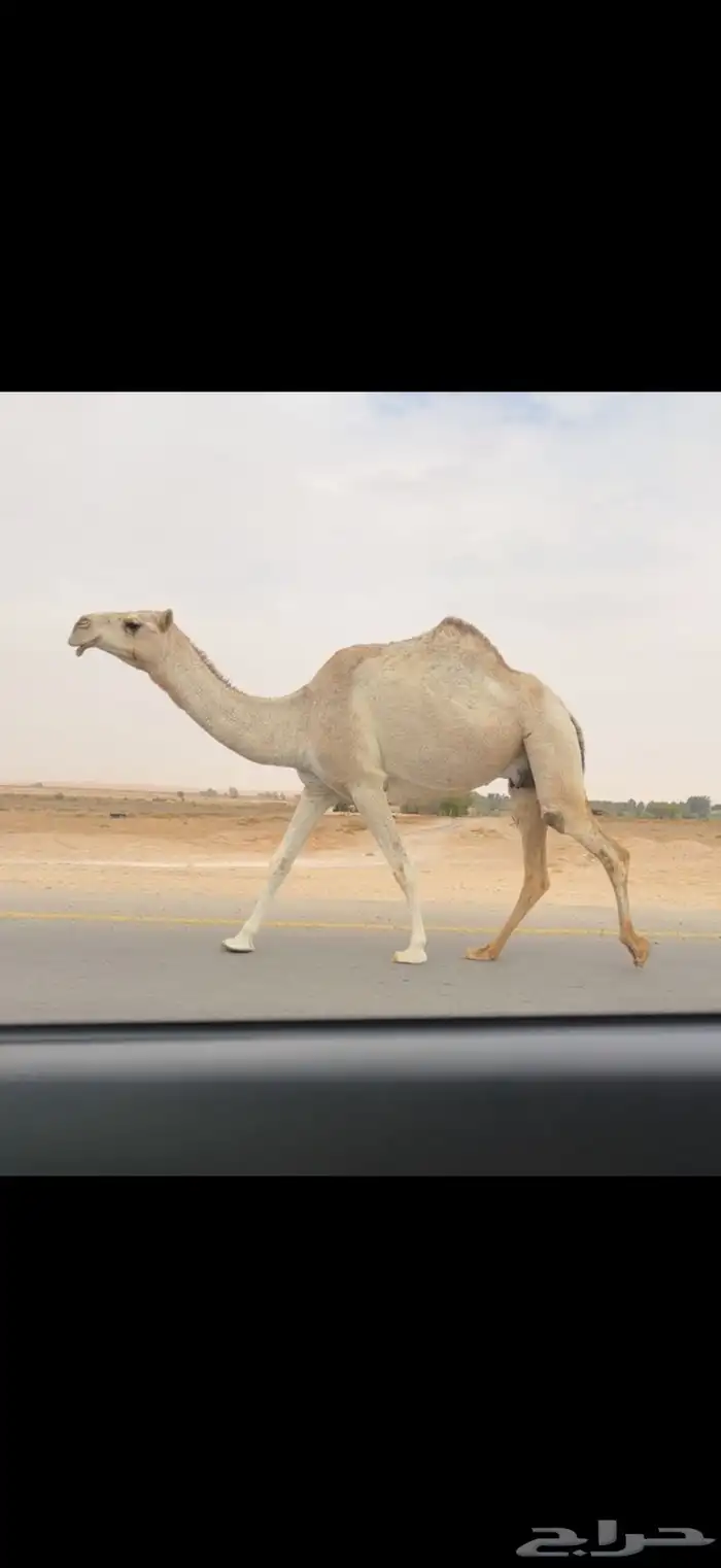 الضروبه الحمرا الكفو 2