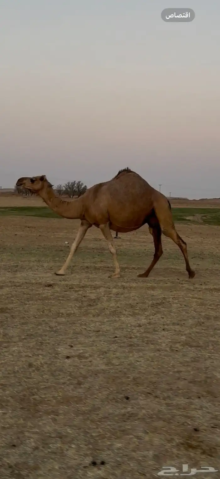 للبيع لقحه حمرا ساحليه 0