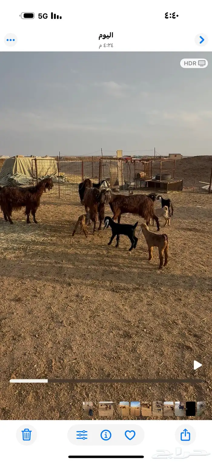 معزاء. دهم. طيبات مواليد 0