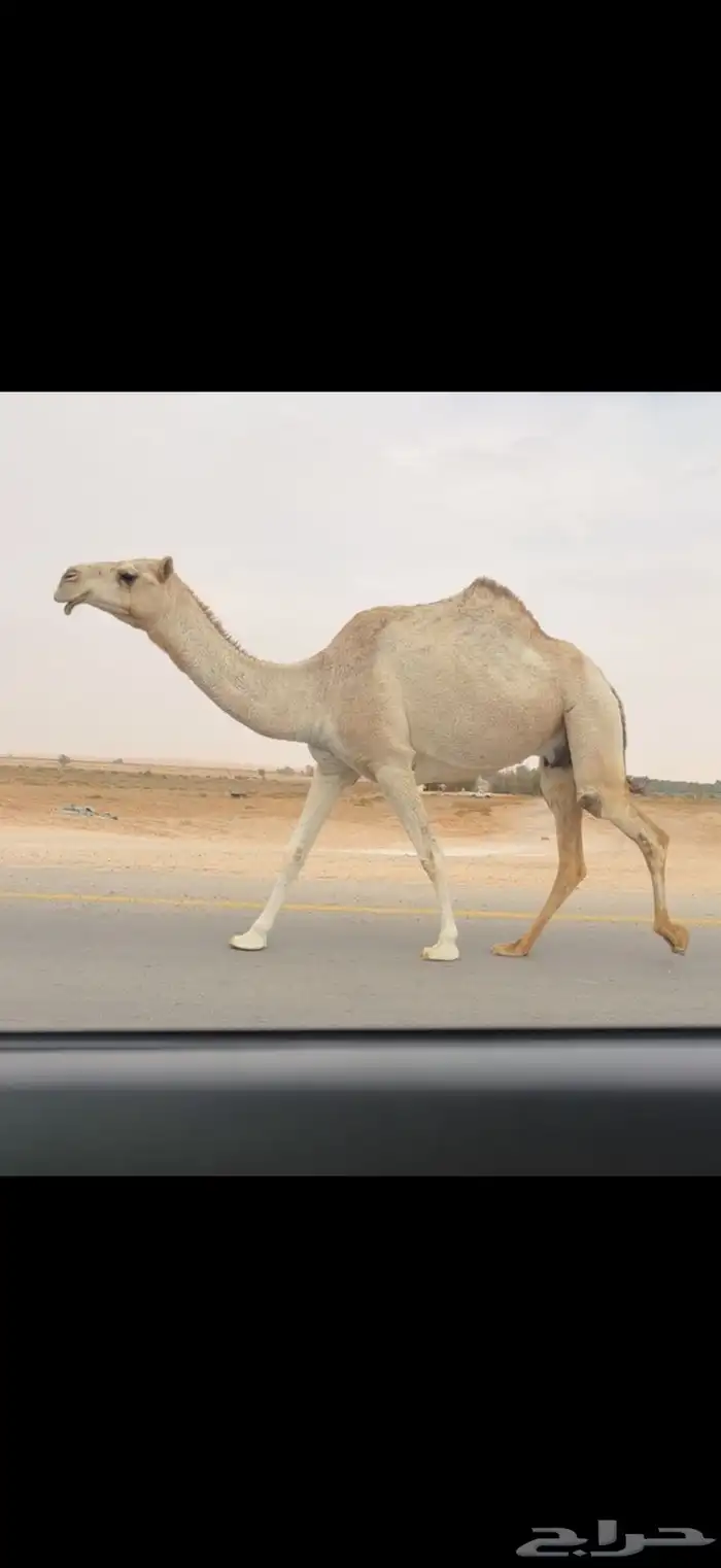 الضروبه الحمرا الكفو 1