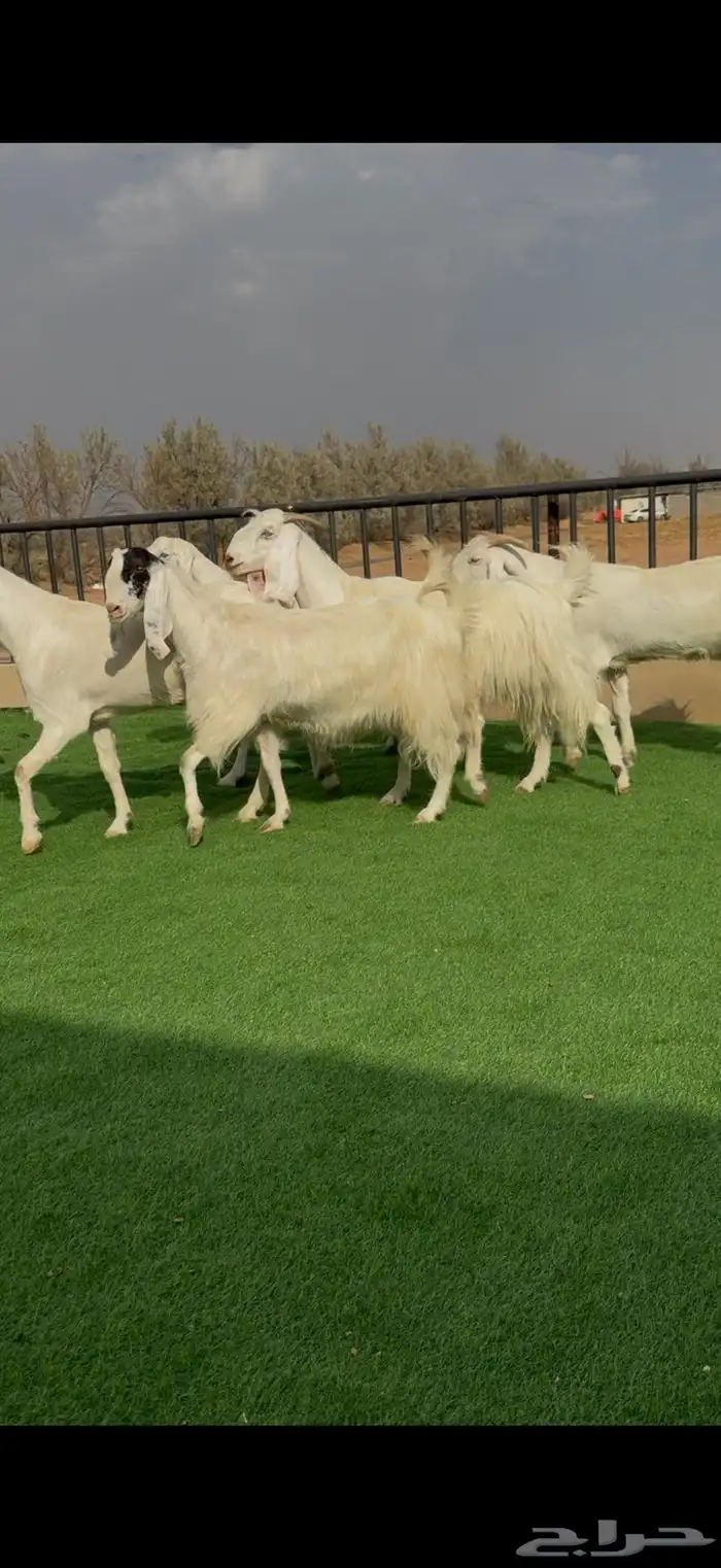 معزا مطورات بمصري حليب وافرر 3