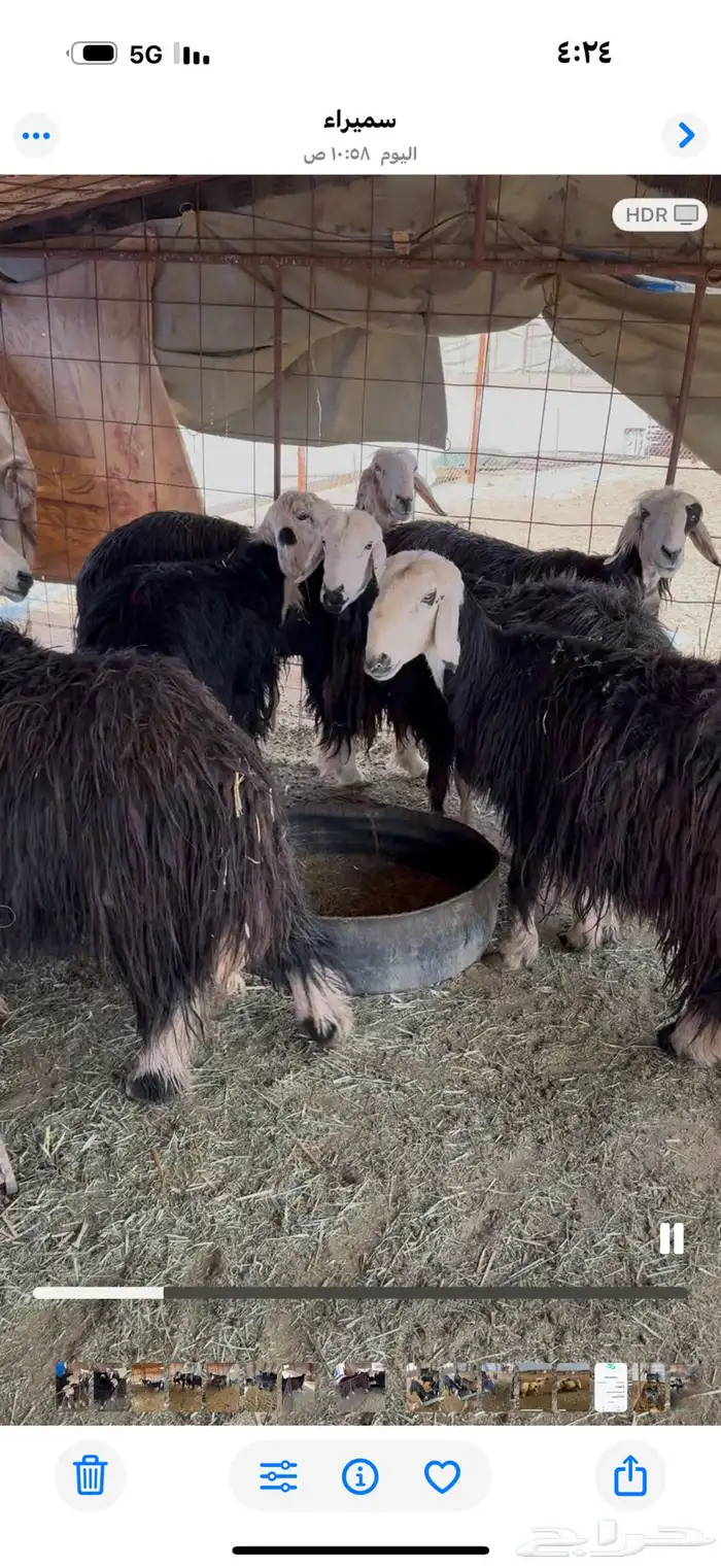 غنم. نجد مضاريع. قريبه ودفيع 2