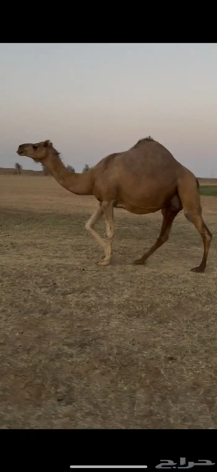 للبيع لقحه حمرا ساحليه 2