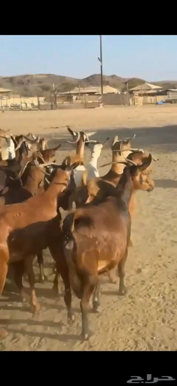 معزا غنم دفيع 0