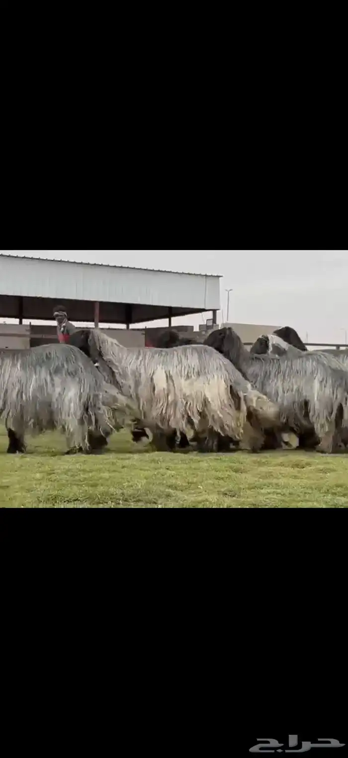 مراح غنم دغم فواخر تبارك الرحمن 3