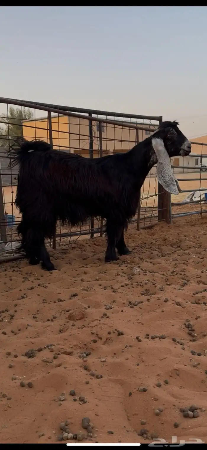 ثلاث جفرات عوارض وعنز جرم صنف ومعرفات 1