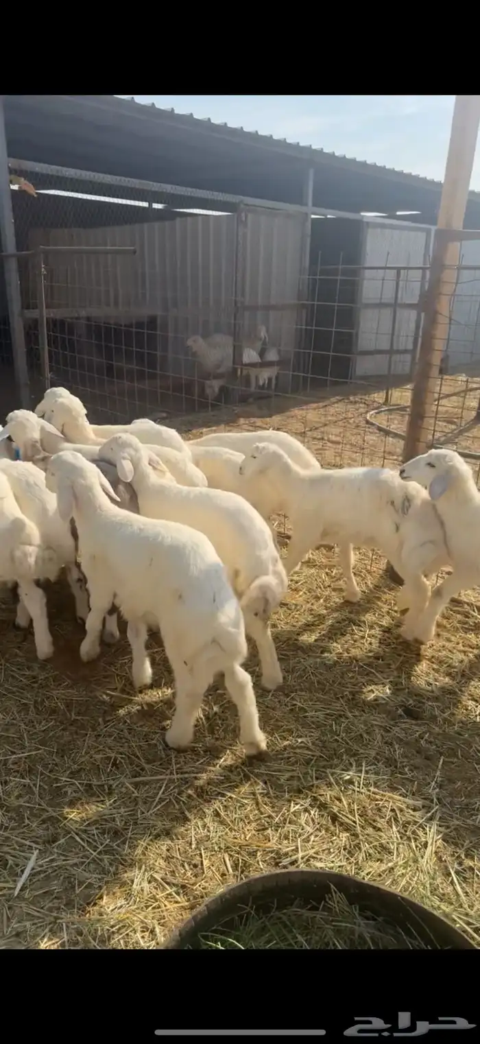 12 هرفي فاخر ومشروط . 3