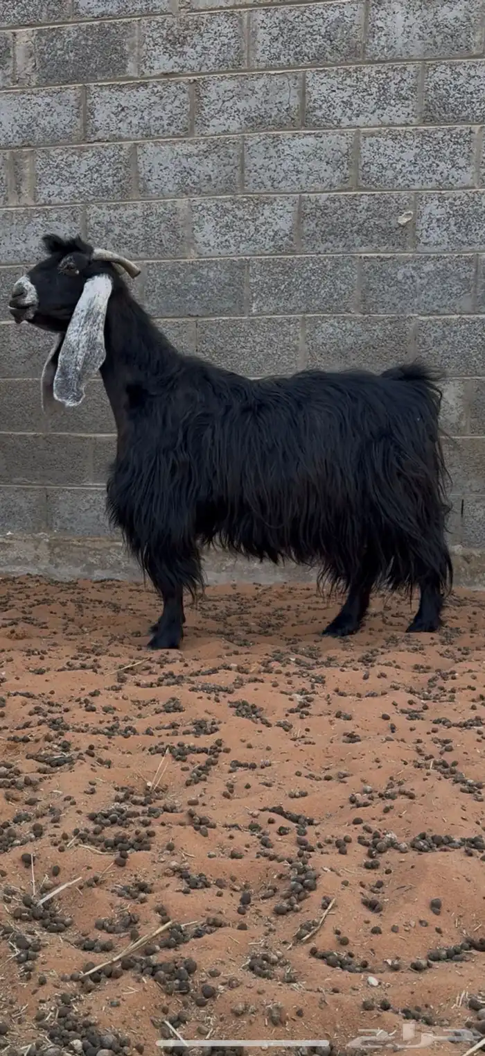 ثلاث جفرات عوارض وعنز جرم صنف ومعرفات 3