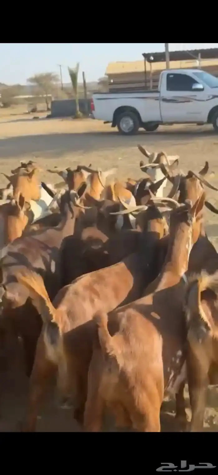 معزا غنم دفيع 4