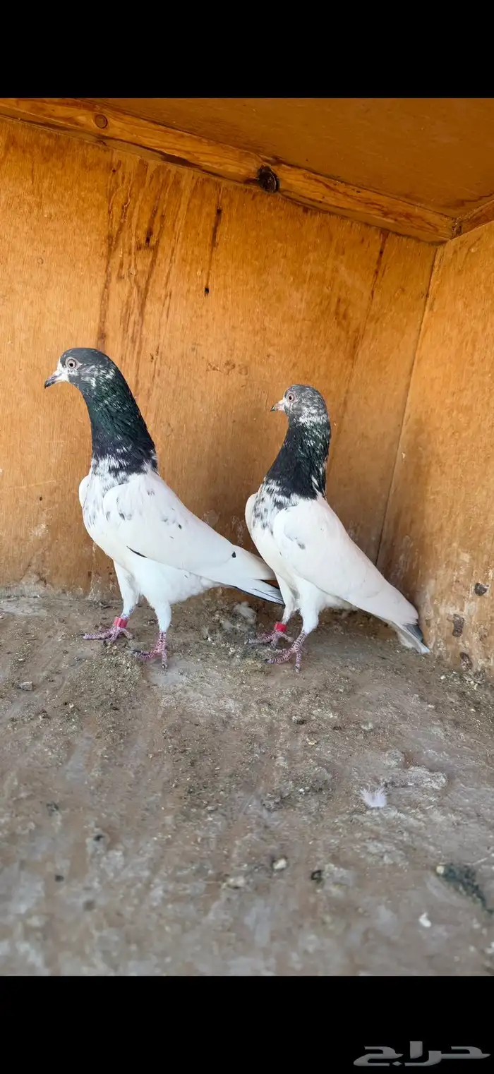 انثى تيدي ( تم البيع ) 0