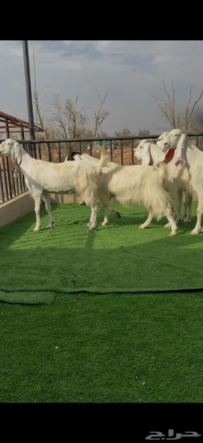 معزا مطورات بمصري حليب وافرر 5