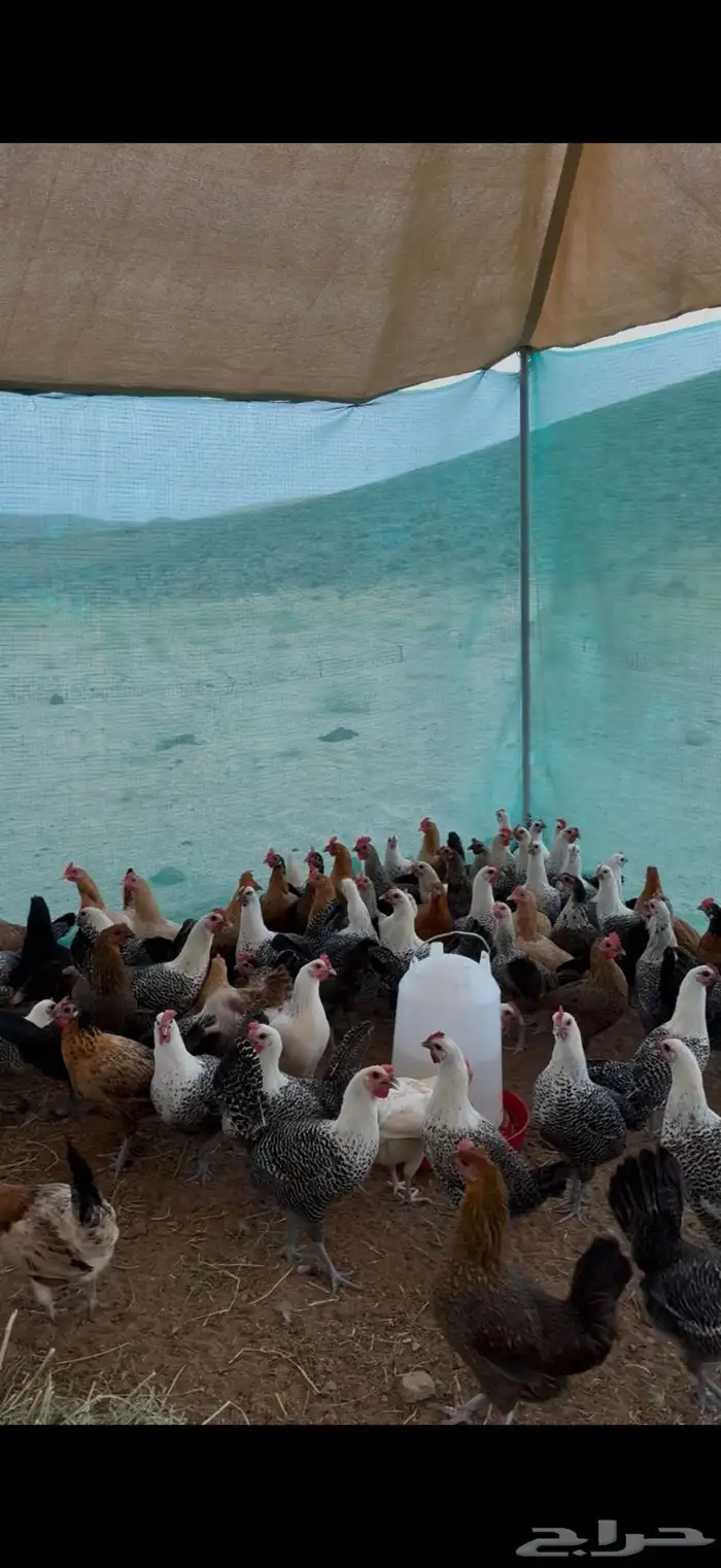 دجاج بياض 2