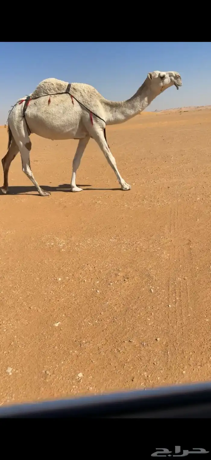 وضحا ضريبه كفو 1