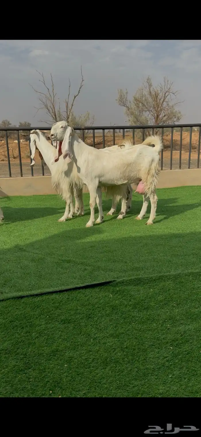 معزا مطورات بمصري حليب وافرر 1