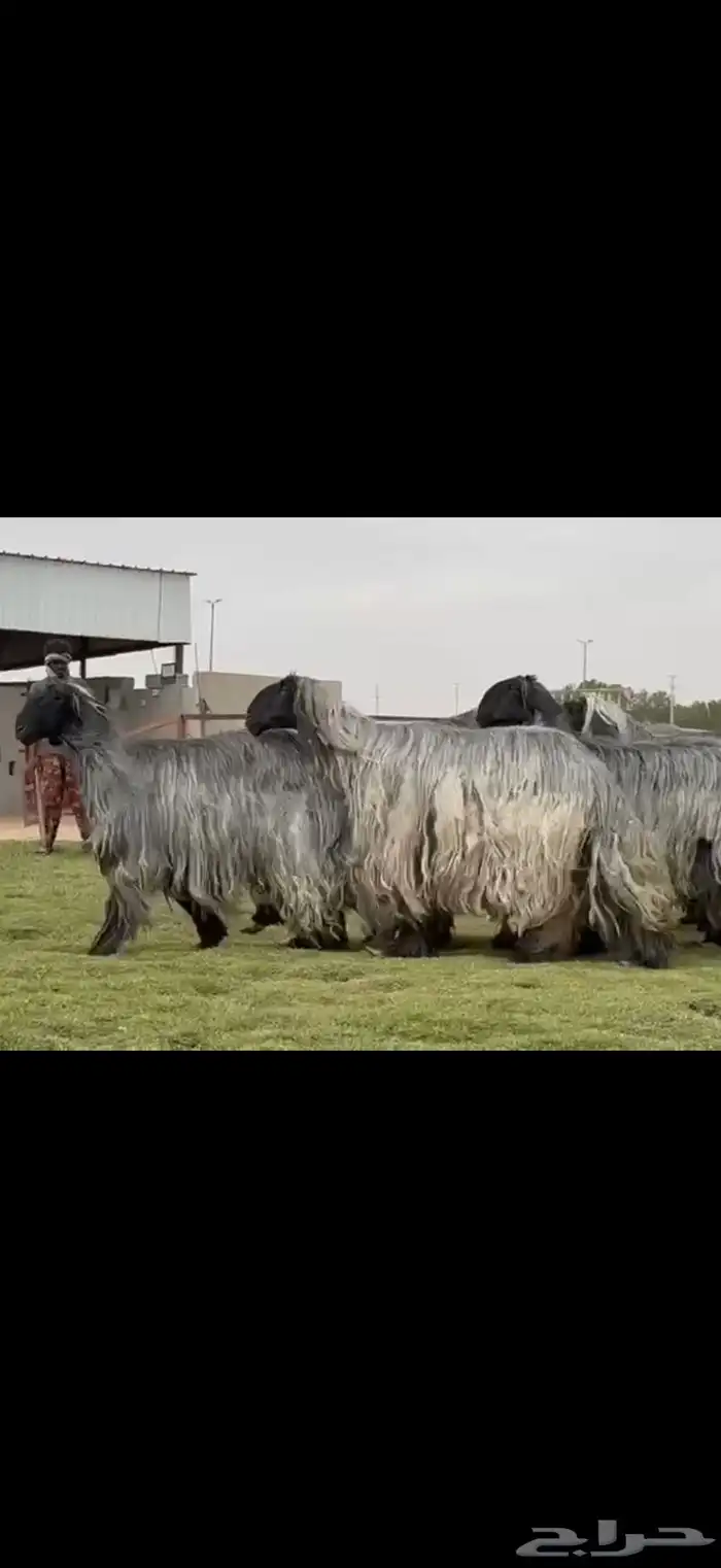 مراح غنم دغم فواخر تبارك الرحمن 8