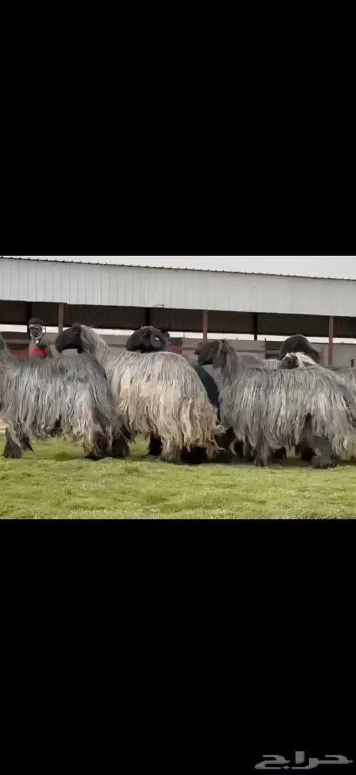 مراح غنم دغم فواخر تبارك الرحمن 9