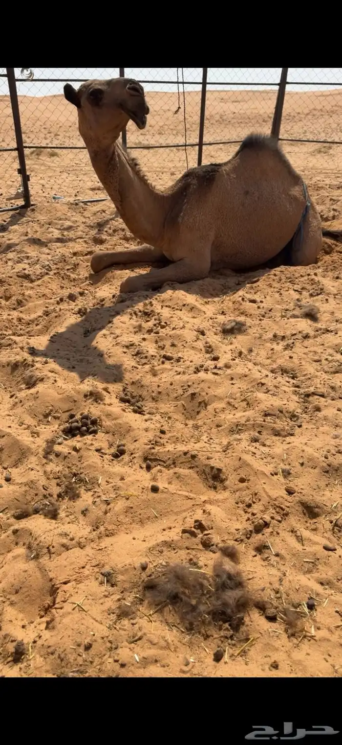 للبيع بعير اصفر 1