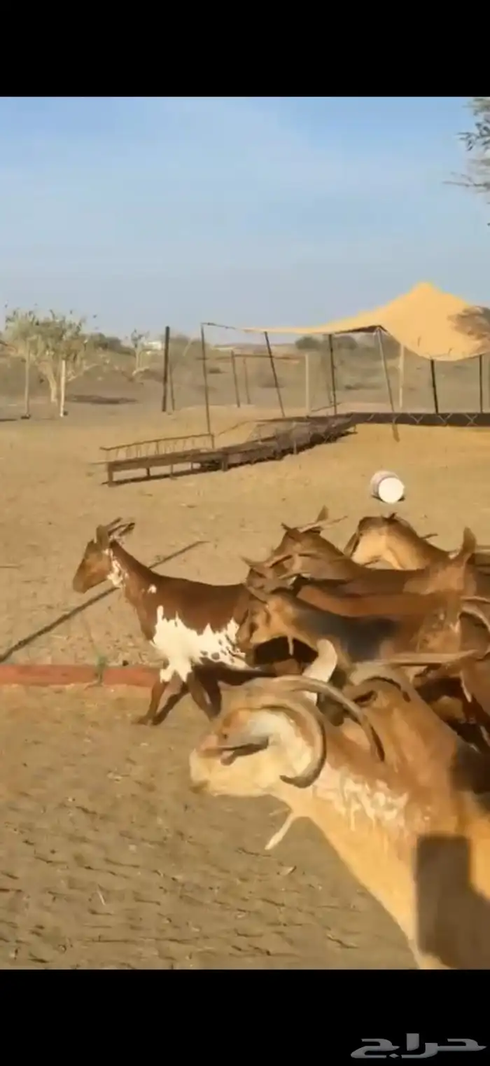 معزا غنم دفيع 2