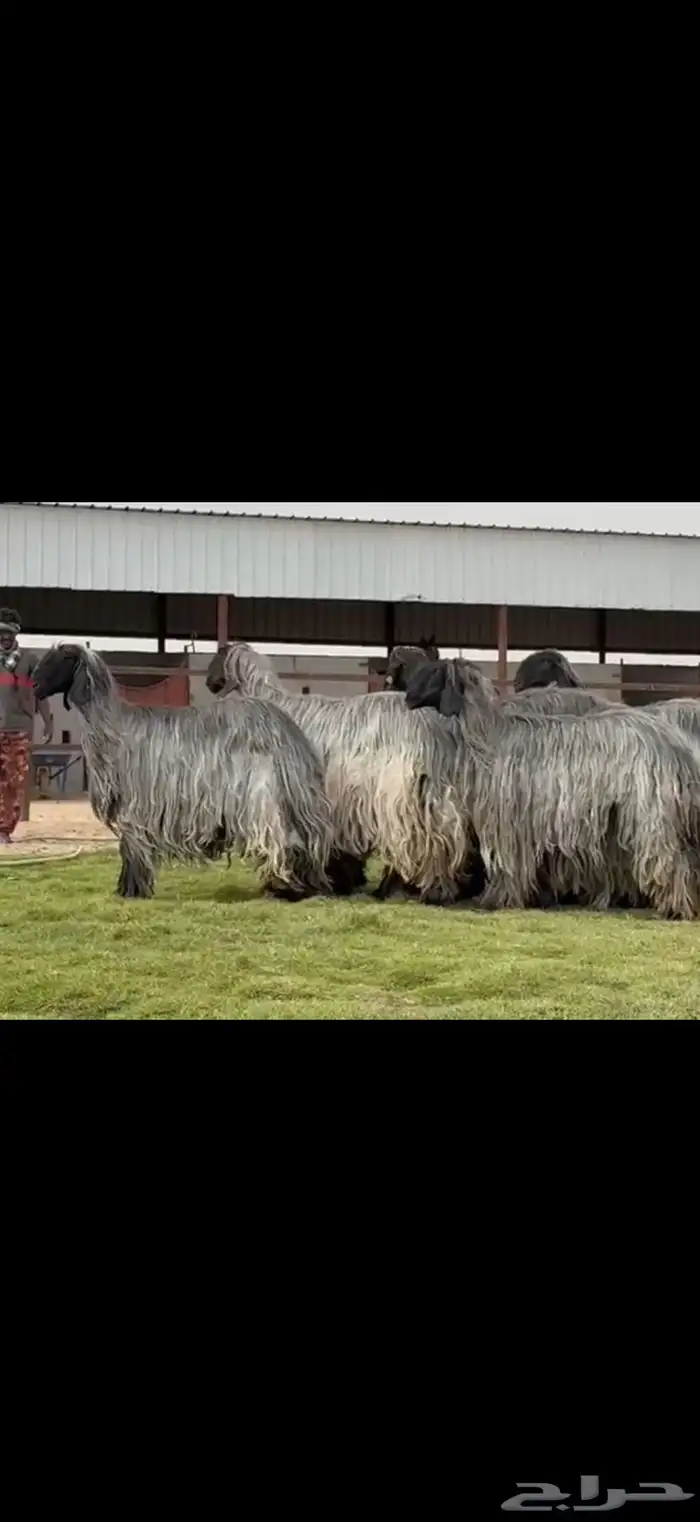 مراح غنم دغم فواخر تبارك الرحمن 4