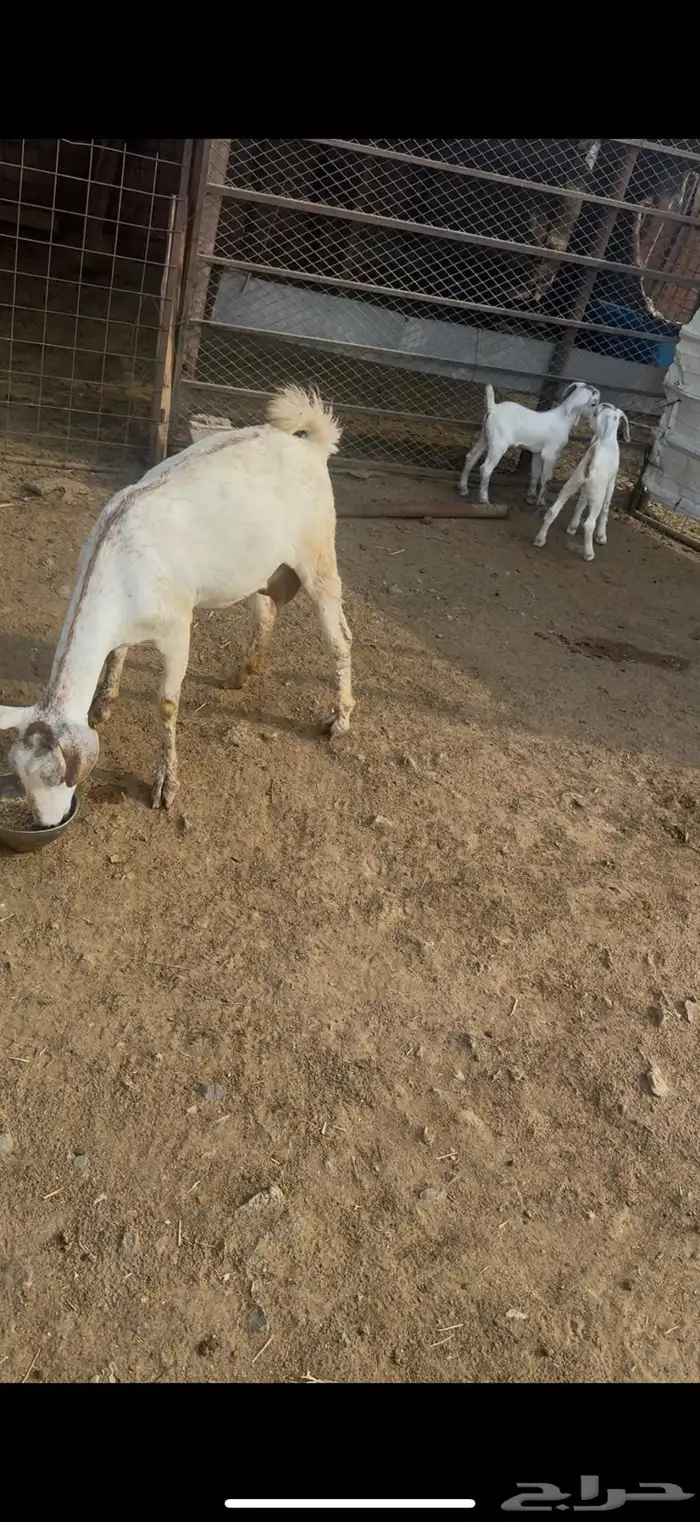 عنز طيبه تحتها جفره وتيس 0