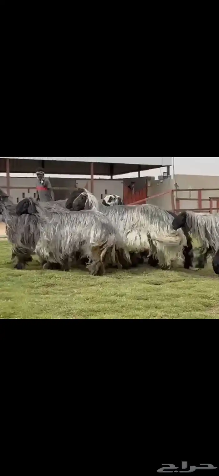 مراح غنم دغم فواخر تبارك الرحمن 7