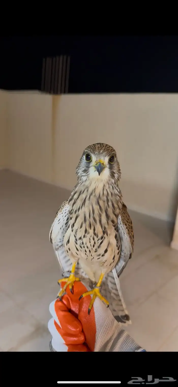 شبوط او باشق او عوسق 2