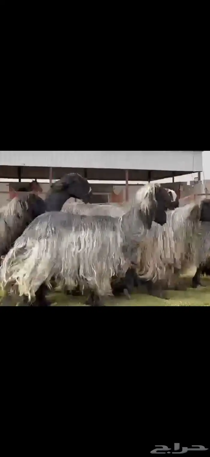 مراح غنم دغم فواخر تبارك الرحمن 12