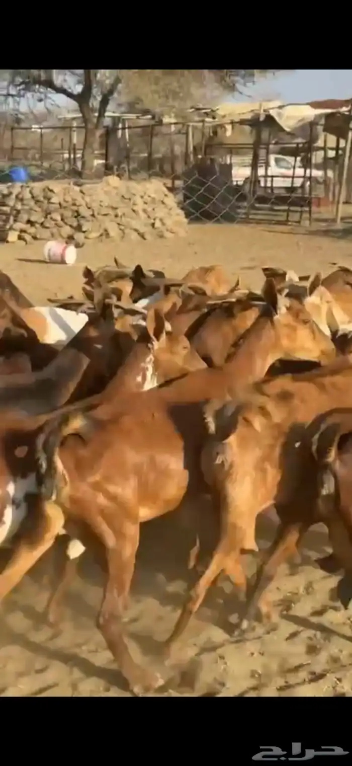 معزا غنم دفيع 7